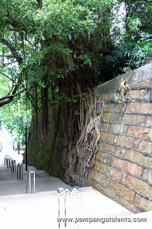Rooted trees