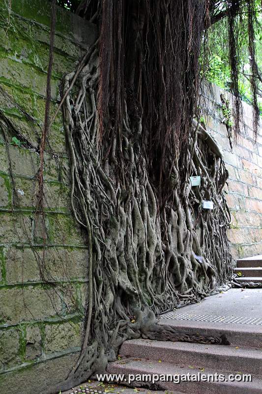 Roots