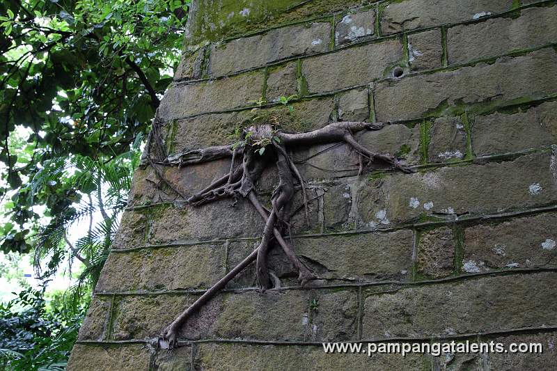 Roots