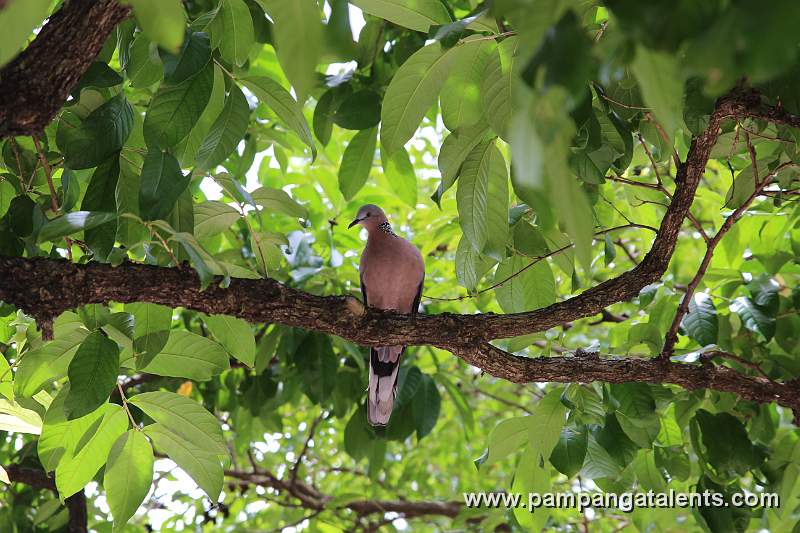Dove in tree