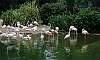 Flamingo in Bird Lake  Location: Kowloon Park - Hong Kong