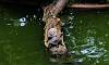 Turtle in Bird Lake  Location: Kowloon Park - Hong Kong