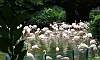 Flamingos in brid Lake  Location: Kowloon Park - Hong Kong