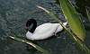 Black-Necked Swan  Location: Kowloon Park - Hong Kong