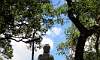 Big Buddha - Tree view  Location: Lantau Island - Hong Kong